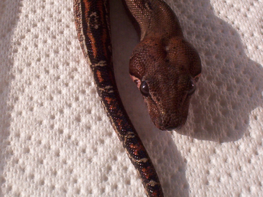 male leopard head