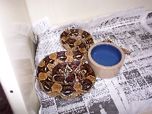 DH Albino Leopard Female 1