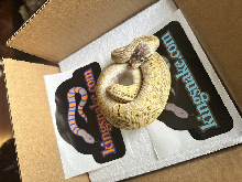 New Snake for a New Generation