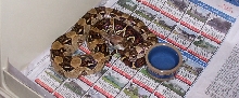 female double het alb leopard