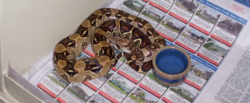 female double het alb leopard
