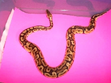 holebodpastel