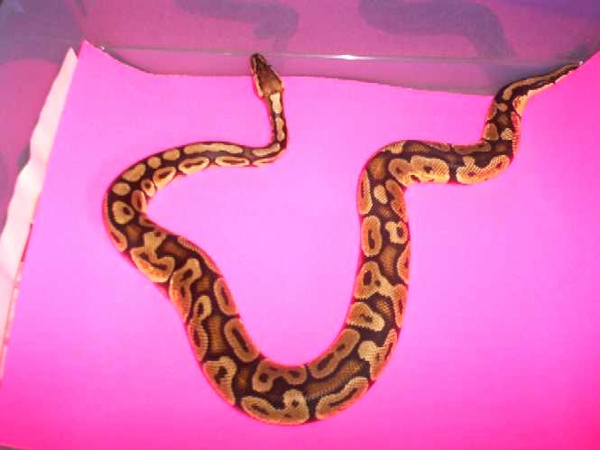 holebodpastel