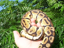 pastel male 2000