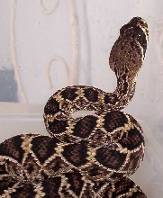 eastern dimondback rattlesnake