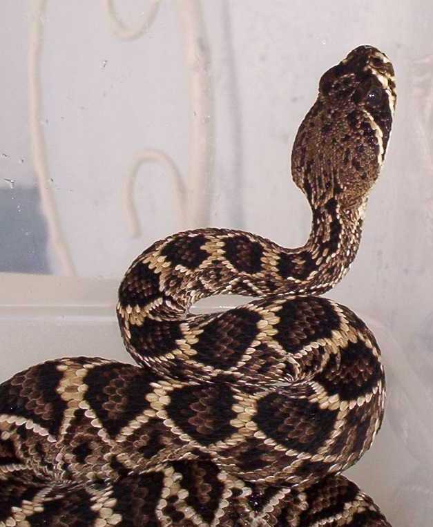 eastern dimondback rattlesnake