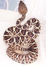 baby rattler