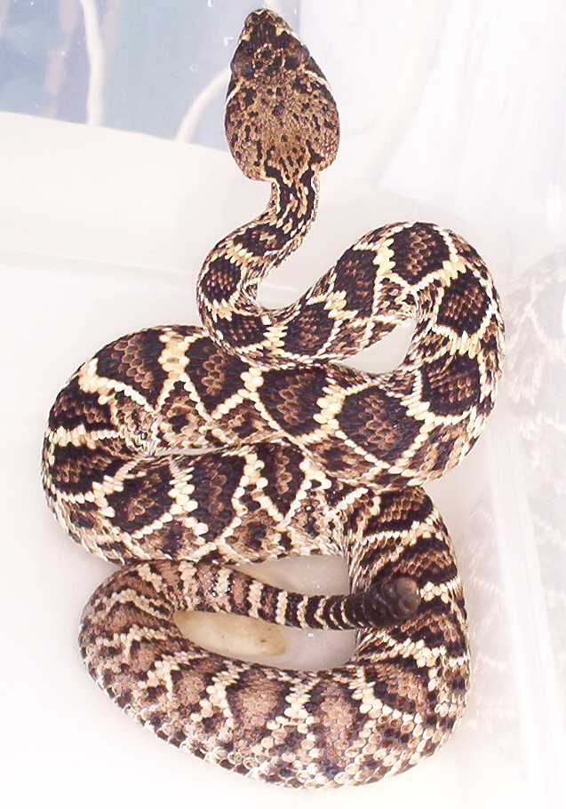 baby rattler