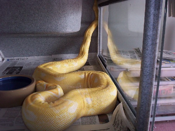 kingsnake.com photo gallery > Boa Constrictors > sharp boa in cage