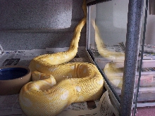 sharp boa in cage