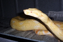 sharp strain albino