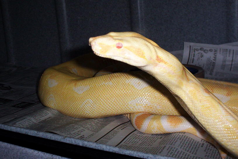 sharp strain albino