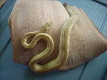 HYPO WAIGEO