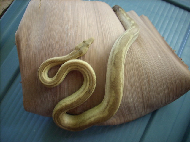 HYPO WAIGEO