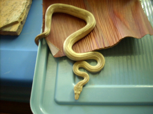 HYPO WAIGEO