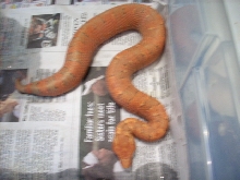 AWESOME RED VIPER BOA