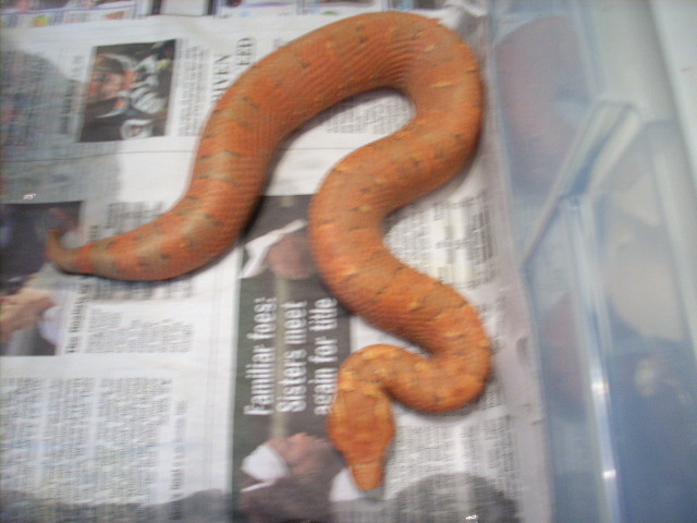 AWESOME RED VIPER BOA