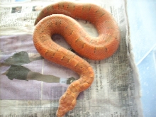 RED FEMALE VIPER