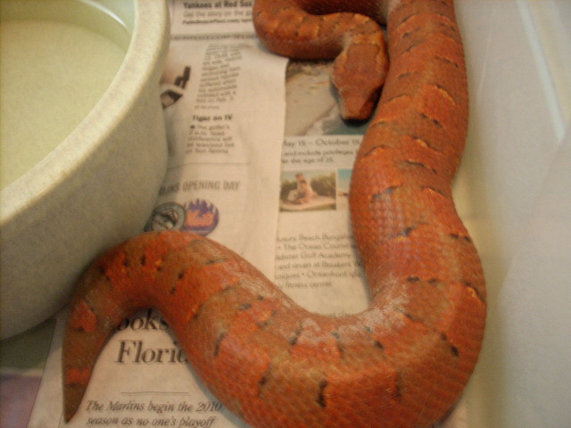 RED FEMALE VIPER