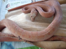RED AUSTRALIS MALE