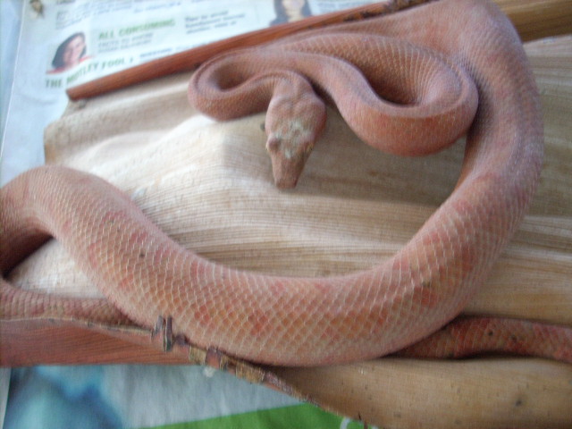 RED AUSTRALIS MALE