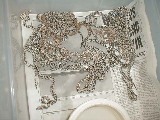BABY ISABELS WITH A FEW CREAMS
