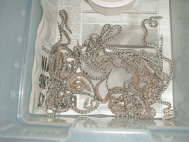 BABY WHITE ISABELS AND CREAMS