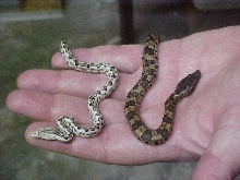 VIPER BOA  AND WHITE ISABEL