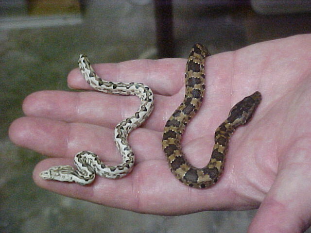 VIPER BOA  AND WHITE ISABEL