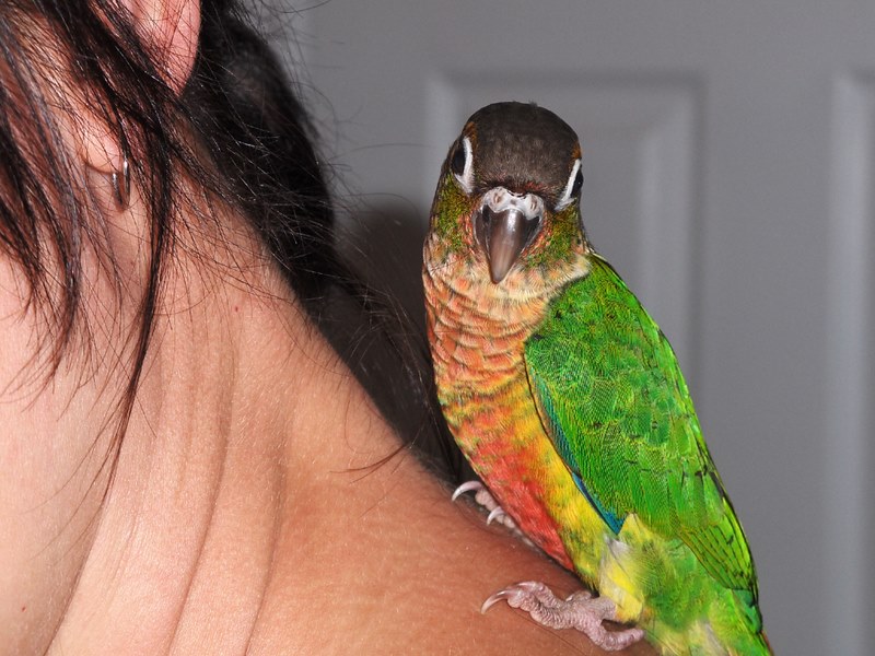 Bella - Yellow Sided Conure