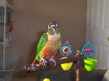 Bella - 3 Months Old Conure