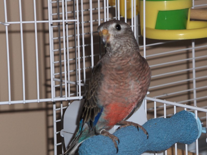 Petrie