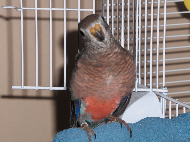 Petrie
