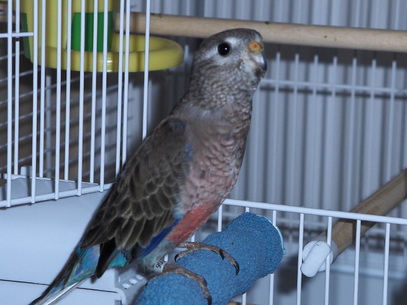 Petrie - Bourke Parakeet