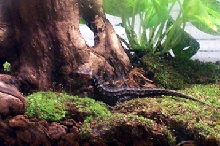 Red-Eyed Skink