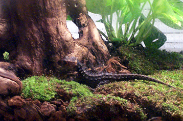 Red-Eyed Skink