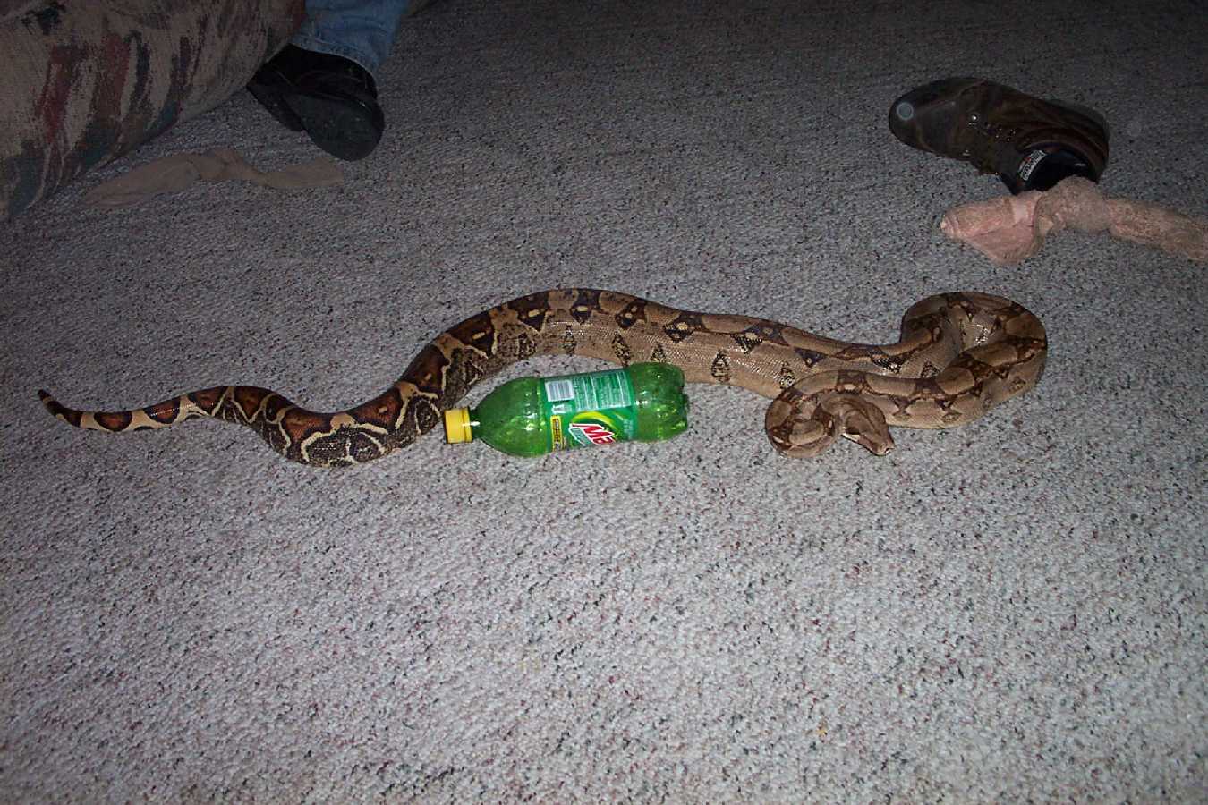 big guy