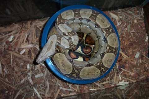 boa in bowl