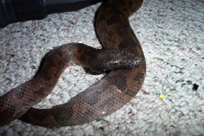 face