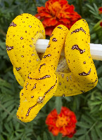F1 USCBB morelia Viridis, Merauke locality type