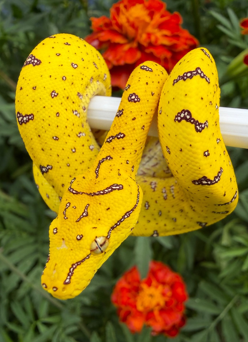 F1 USCBB morelia Viridis, Merauke locality type