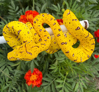 F1 USCBB morelia Viridis, Merauke locality type