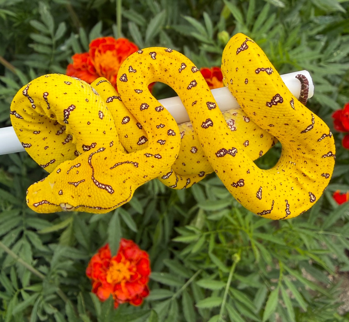 F1 USCBB morelia Viridis, Merauke locality type
