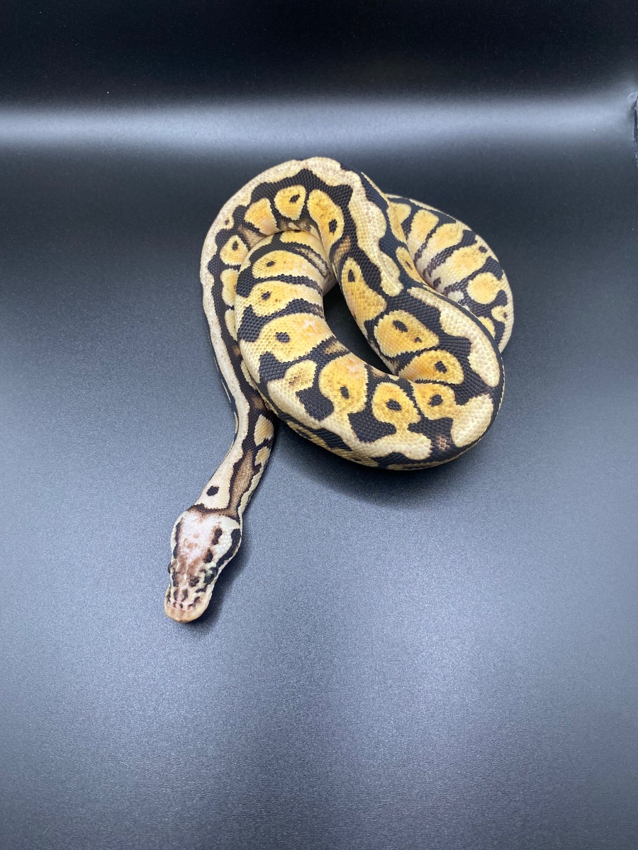 Ball python