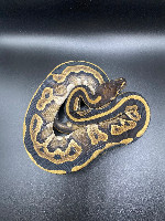Ball python