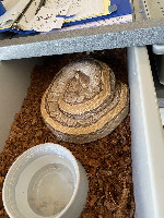 Ball python
