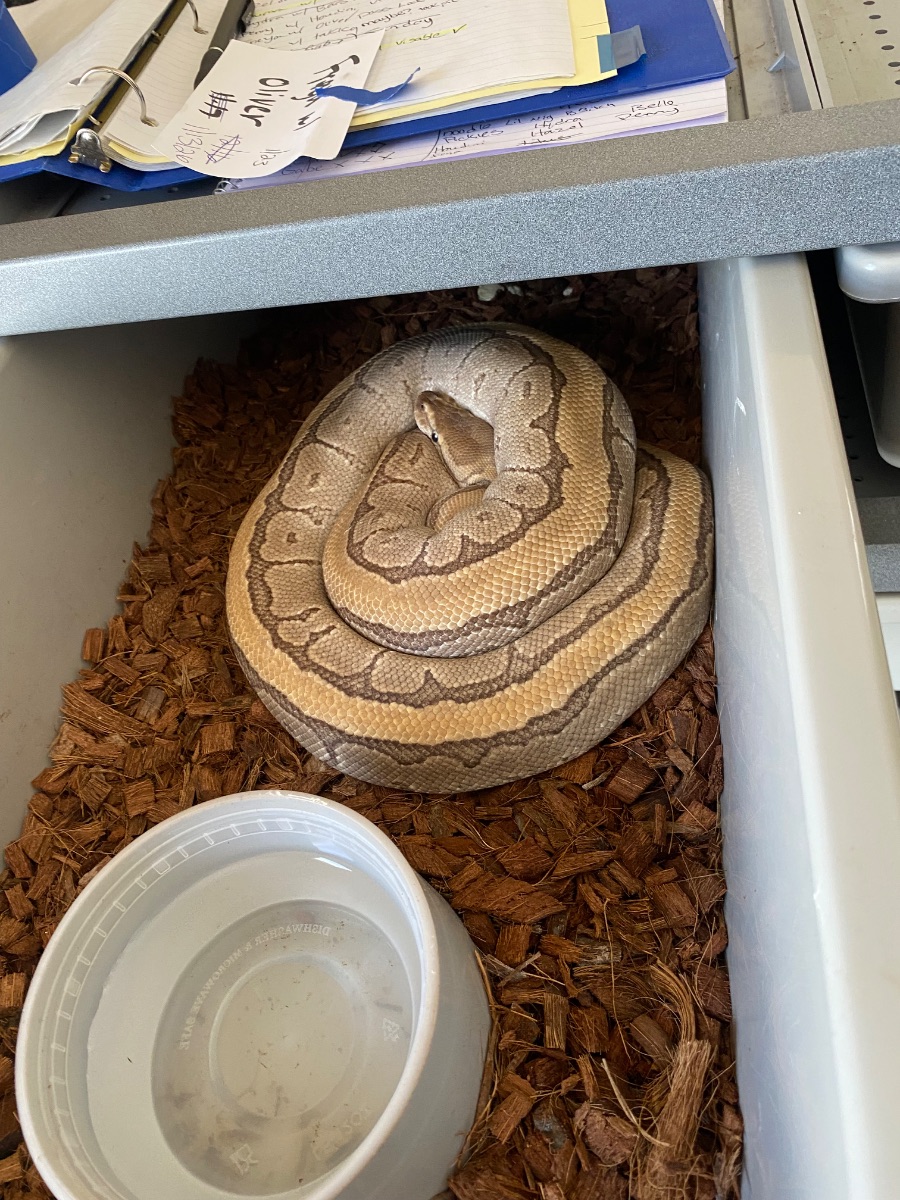 Ball python