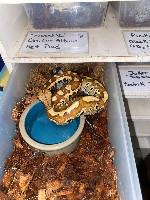 Pet