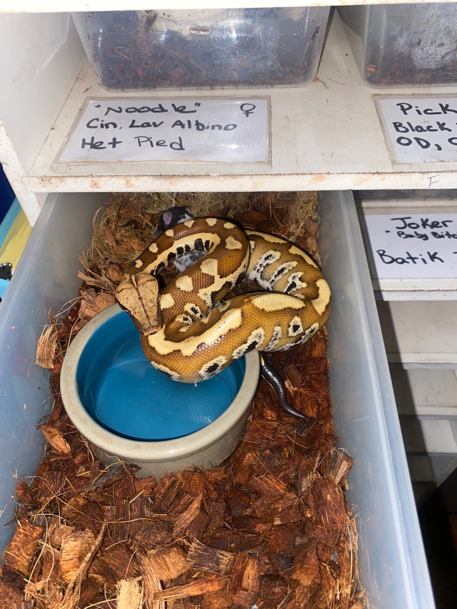 Pet