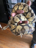 Ball python